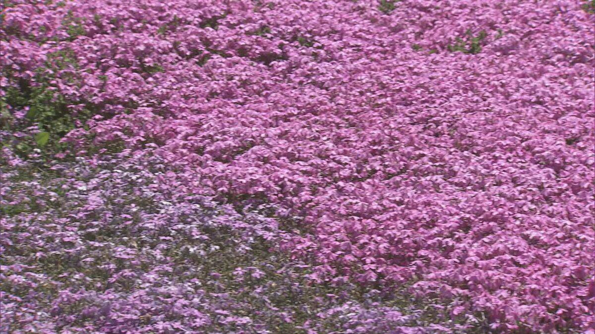 ｢青空とピンクが映える…｣ 茶臼山高原の｢芝桜まつり｣ 約40万株が見頃に 6月7日まで開催 5月の週末にはライトアップも 愛知･豊根村