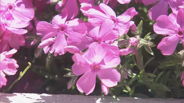 「｢青空とピンクが映える…｣ 茶臼山高原の｢芝桜まつり｣ 約40万株が見頃に 6月7日まで開催 5月の週末にはライトアップも 愛知･豊根村」の画像