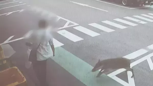 ｢飛びかかるように乗っていた｣ イノシシに襲われ50～80代の男性4人ケガ 突進してくる様子が防犯カメラに… 愛知･豊田市