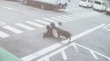「｢飛びかかるように乗っていた｣ イノシシに襲われ50～80代の男性4人ケガ 突進してくる様子が防犯カメラに… 愛知･豊田市」の画像2
