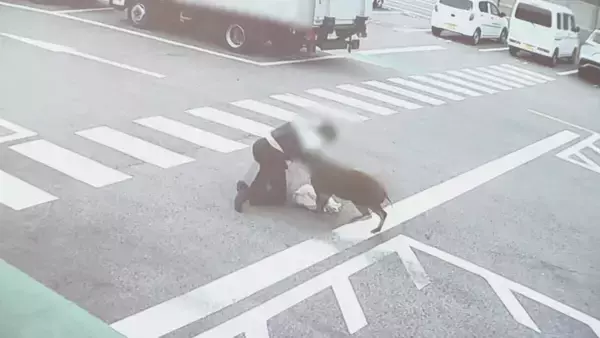 「｢飛びかかるように乗っていた｣ イノシシに襲われ50～80代の男性4人ケガ 突進してくる様子が防犯カメラに… 愛知･豊田市」の画像