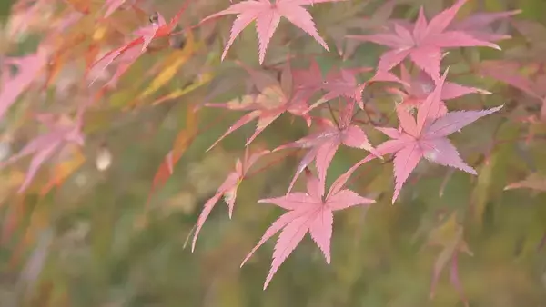 “紅葉の見頃”と“ことし最後の3連休”が重なった恵那峡 行楽日和で駐車場は朝から満車に…｢紅葉と栗きんとんが楽しみ｣ 猛暑の影響で約2週間遅れの色づき
