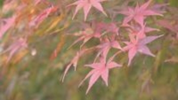 “紅葉の見頃”と“ことし最後の3連休”が重なった恵那峡 行楽日和で駐車場は朝から満車に…｢紅葉と栗きんとんが楽しみ｣ 猛暑の影響で約2週間遅れの色づき