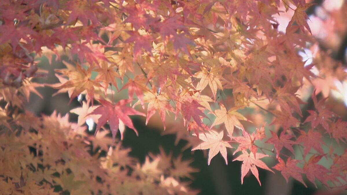 “紅葉の見頃”と“ことし最後の3連休”が重なった恵那峡 行楽日和で駐車場は朝から満車に…｢紅葉と栗きんとんが楽しみ｣ 猛暑の影響で約2週間遅れの色づき