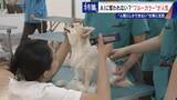 「17年で日当約4倍 今や年収1000万円超も… ｢とび職｣ AIに“仕事を奪われない”ブルーカラーが人気」の画像14