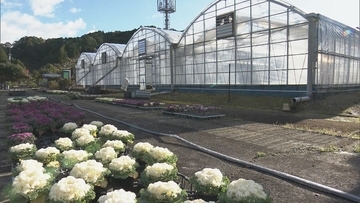 正月飾りの“葉ボタン”出荷最盛期 門松や生け花などに 約6000鉢を県内や愛知に出荷 三重･紀北町