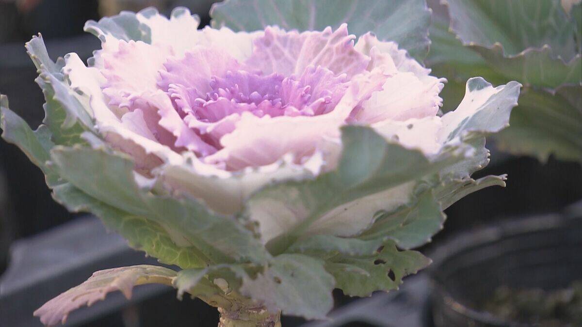 正月飾りの“葉ボタン”出荷最盛期 門松や生け花などに 約6000鉢を県内や愛知に出荷 三重･紀北町