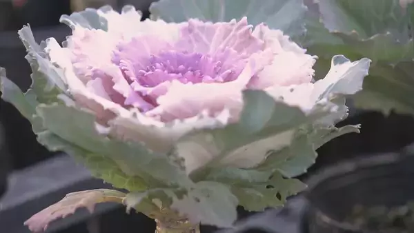 「正月飾りの“葉ボタン”出荷最盛期 門松や生け花などに 約6000鉢を県内や愛知に出荷 三重･紀北町」の画像