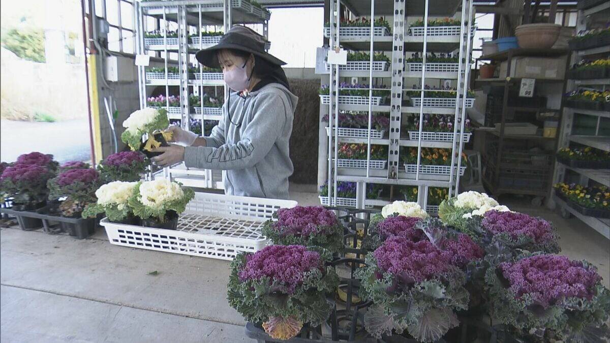 正月飾りの“葉ボタン”出荷最盛期 門松や生け花などに 約6000鉢を県内や愛知に出荷 三重･紀北町
