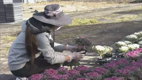 「正月飾りの“葉ボタン”出荷最盛期 門松や生け花などに 約6000鉢を県内や愛知に出荷 三重･紀北町」の画像