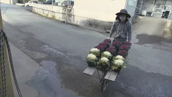 「正月飾りの“葉ボタン”出荷最盛期 門松や生け花などに 約6000鉢を県内や愛知に出荷 三重･紀北町」の画像