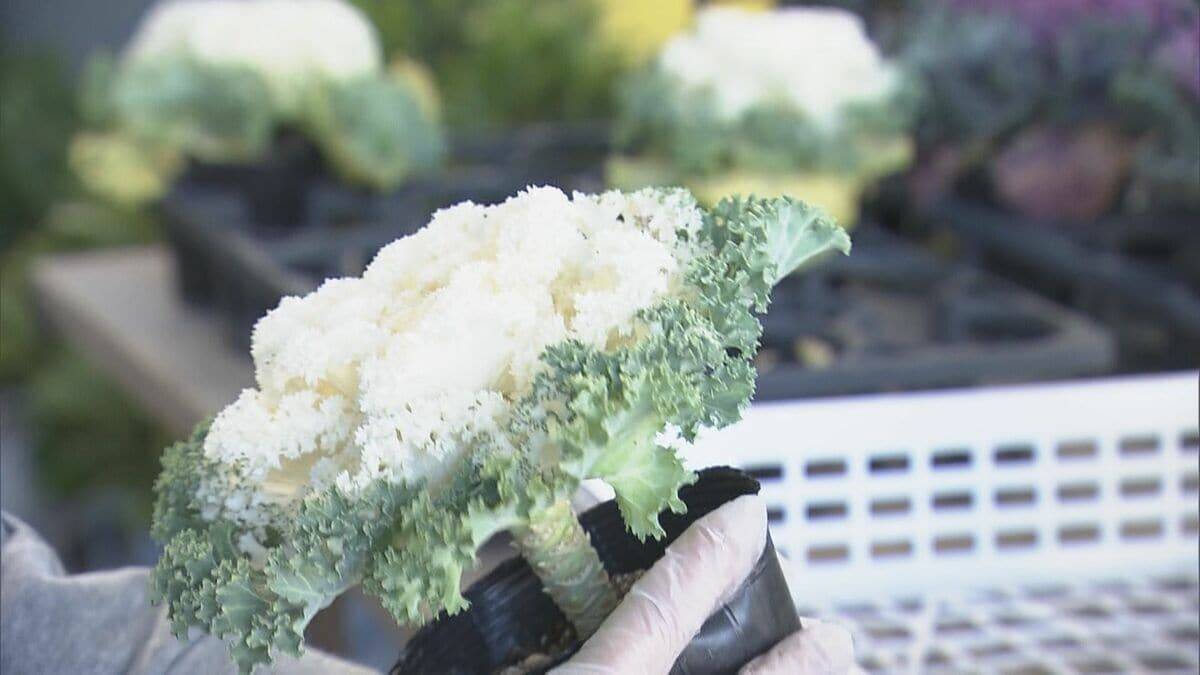 正月飾りの“葉ボタン”出荷最盛期 門松や生け花などに 約6000鉢を県内や愛知に出荷 三重･紀北町