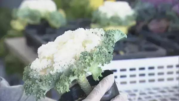 「正月飾りの“葉ボタン”出荷最盛期 門松や生け花などに 約6000鉢を県内や愛知に出荷 三重･紀北町」の画像