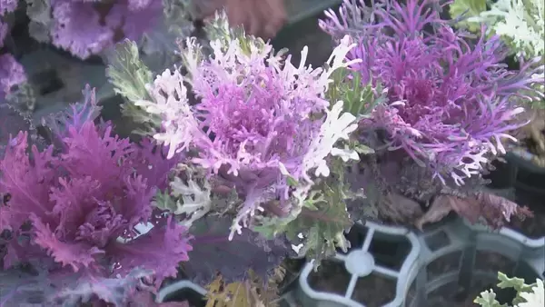 「正月飾りの“葉ボタン”出荷最盛期 門松や生け花などに 約6000鉢を県内や愛知に出荷 三重･紀北町」の画像