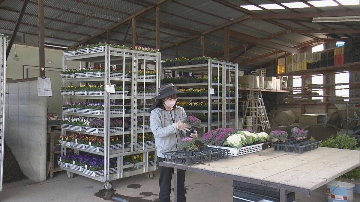 正月飾りの“葉ボタン”出荷最盛期 門松や生け花などに 約6000鉢を県内や愛知に出荷 三重･紀北町