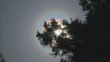 「東北730％ 北海道420％ 花粉が去年より大量? 飛散ピークに現れる“おぞましい虹”の正体」の画像1