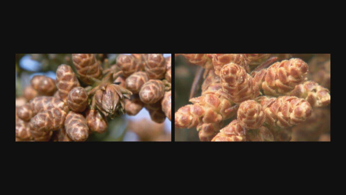 東北730％ 北海道420％ 花粉が去年より大量? 飛散ピークに現れる“おぞましい虹”の正体