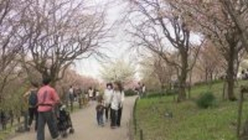 昼と夜で表情が一変…  約100種類･1000本のサクラが織りなす2つの顔 ライトアップも 名古屋･東山動植物園