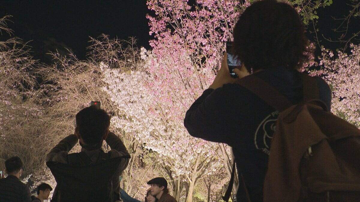 昼と夜で表情が一変…  約100種類･1000本のサクラが織りなす2つの顔 ライトアップも 名古屋･東山動植物園
