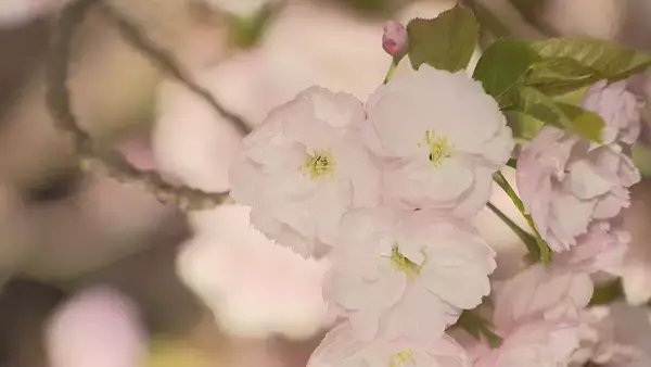 「昼と夜で表情が一変…  約100種類･1000本のサクラが織りなす2つの顔 ライトアップも 名古屋･東山動植物園」の画像