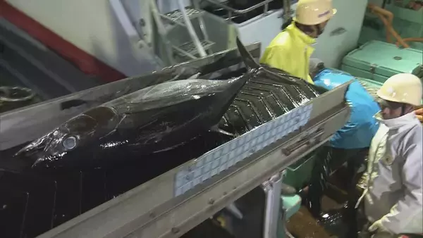 三重・尾鷲漁港で今年最後のマグロ約400本を水揚げ ｢年末商戦｣に向け活気 今年のマグロ“価格は例年並みもやや水揚げ量少なく”