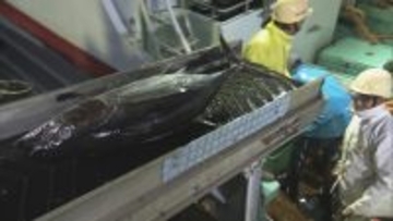 三重・尾鷲漁港で今年最後のマグロ約400本を水揚げ ｢年末商戦｣に向け活気 今年のマグロ“価格は例年並みもやや水揚げ量少なく”