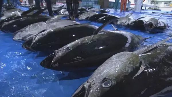 「三重・尾鷲漁港で今年最後のマグロ約400本を水揚げ ｢年末商戦｣に向け活気 今年のマグロ“価格は例年並みもやや水揚げ量少なく”」の画像