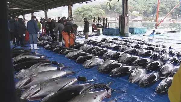 「三重・尾鷲漁港で今年最後のマグロ約400本を水揚げ ｢年末商戦｣に向け活気 今年のマグロ“価格は例年並みもやや水揚げ量少なく”」の画像