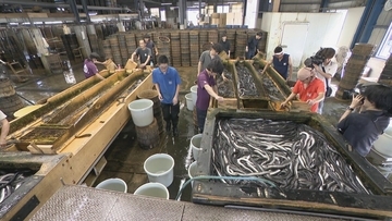 一色産ウナギ“土用の丑の日”を前に出荷最盛期 エサ代･燃料費高騰も… シラスウナギ豊漁で3割ほど安く 愛知･西尾市