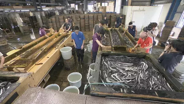 一色産ウナギ“土用の丑の日”を前に出荷最盛期 エサ代･燃料費高騰も… シラスウナギ豊漁で3割ほど安く 愛知･西尾市