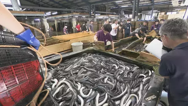 「一色産ウナギ“土用の丑の日”を前に出荷最盛期 エサ代･燃料費高騰も… シラスウナギ豊漁で3割ほど安く 愛知･西尾市」の画像