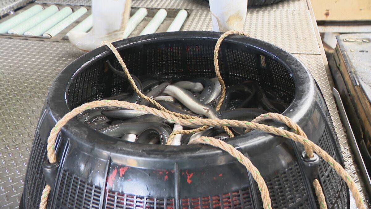 一色産ウナギ“土用の丑の日”を前に出荷最盛期 エサ代･燃料費高騰も… シラスウナギ豊漁で3割ほど安く 愛知･西尾市