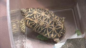 ｢カメを捕獲している｣ 住宅の駐車場で“インドホシガメ”とみられるカメが見つかる 体長は約20センチ 譲渡や販売には環境省の登録･許可が必要 岐阜･垂井町【画像あり】
