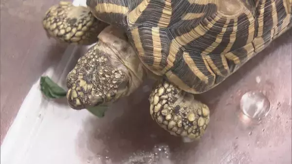 「｢カメを捕獲している｣ 住宅の駐車場で“インドホシガメ”とみられるカメが見つかる 体長は約20センチ 譲渡や販売には環境省の登録･許可が必要 岐阜･垂井町【画像あり】」の画像