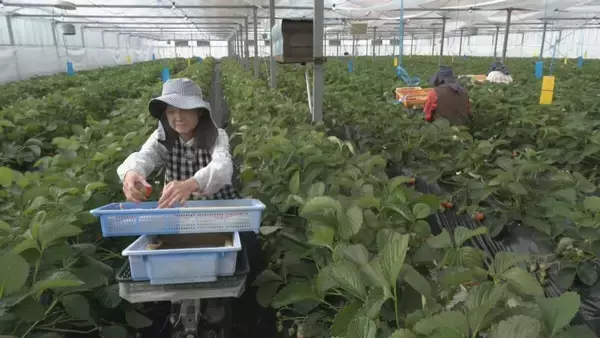 ｢糖度が増しておいしいイチゴがとれている｣ クリスマスケーキにも使われるイチゴの収穫が最盛期 去年より早く気温が下がり生育順調 愛知･安城市