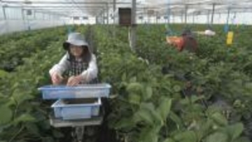 ｢糖度が増しておいしいイチゴがとれている｣ クリスマスケーキにも使われるイチゴの収穫が最盛期 去年より早く気温が下がり生育順調 愛知･安城市