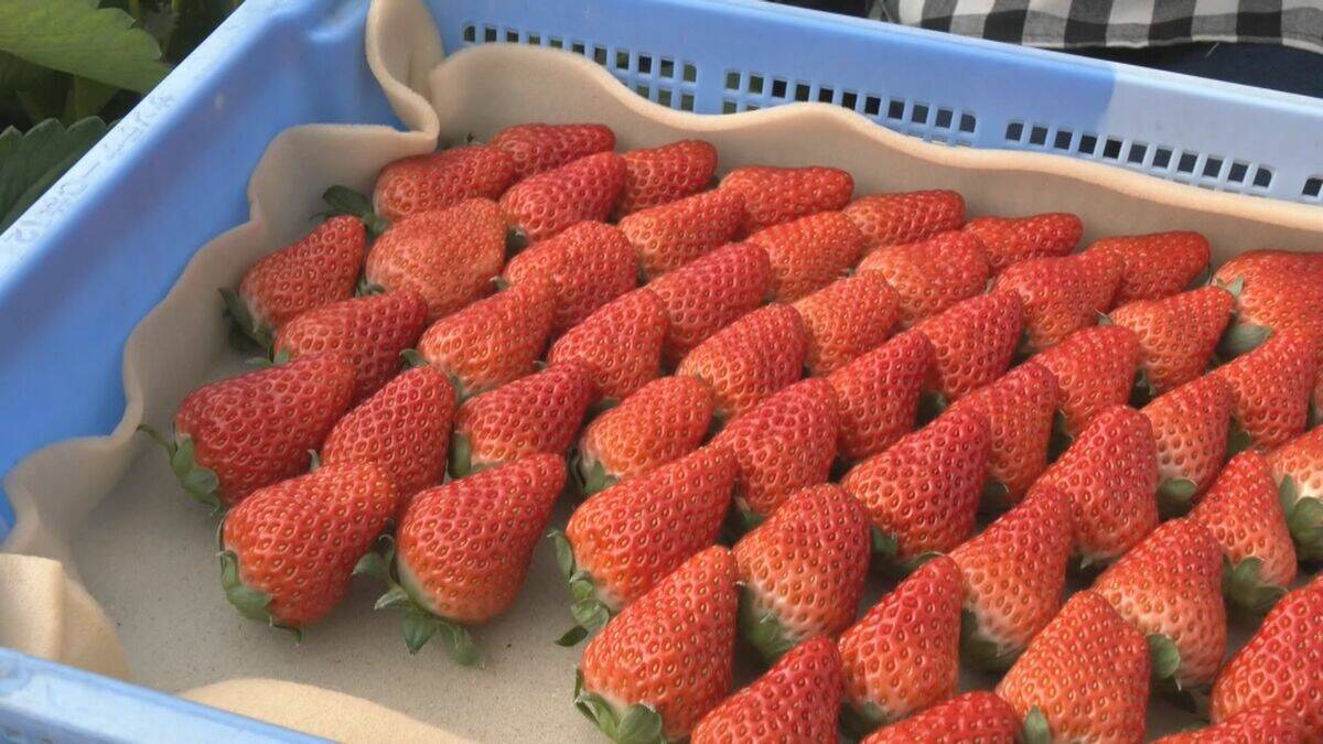 ｢糖度が増しておいしいイチゴがとれている｣ クリスマスケーキにも使われるイチゴの収穫が最盛期 去年より早く気温が下がり生育順調 愛知･安城市