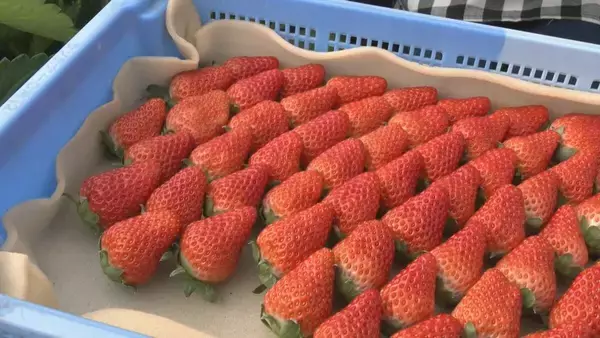 「｢糖度が増しておいしいイチゴがとれている｣ クリスマスケーキにも使われるイチゴの収穫が最盛期 去年より早く気温が下がり生育順調 愛知･安城市」の画像