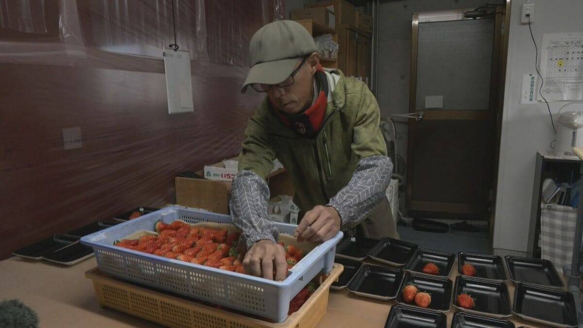｢糖度が増しておいしいイチゴがとれている｣ クリスマスケーキにも使われるイチゴの収穫が最盛期 去年より早く気温が下がり生育順調 愛知･安城市
