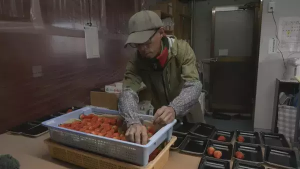 「｢糖度が増しておいしいイチゴがとれている｣ クリスマスケーキにも使われるイチゴの収穫が最盛期 去年より早く気温が下がり生育順調 愛知･安城市」の画像