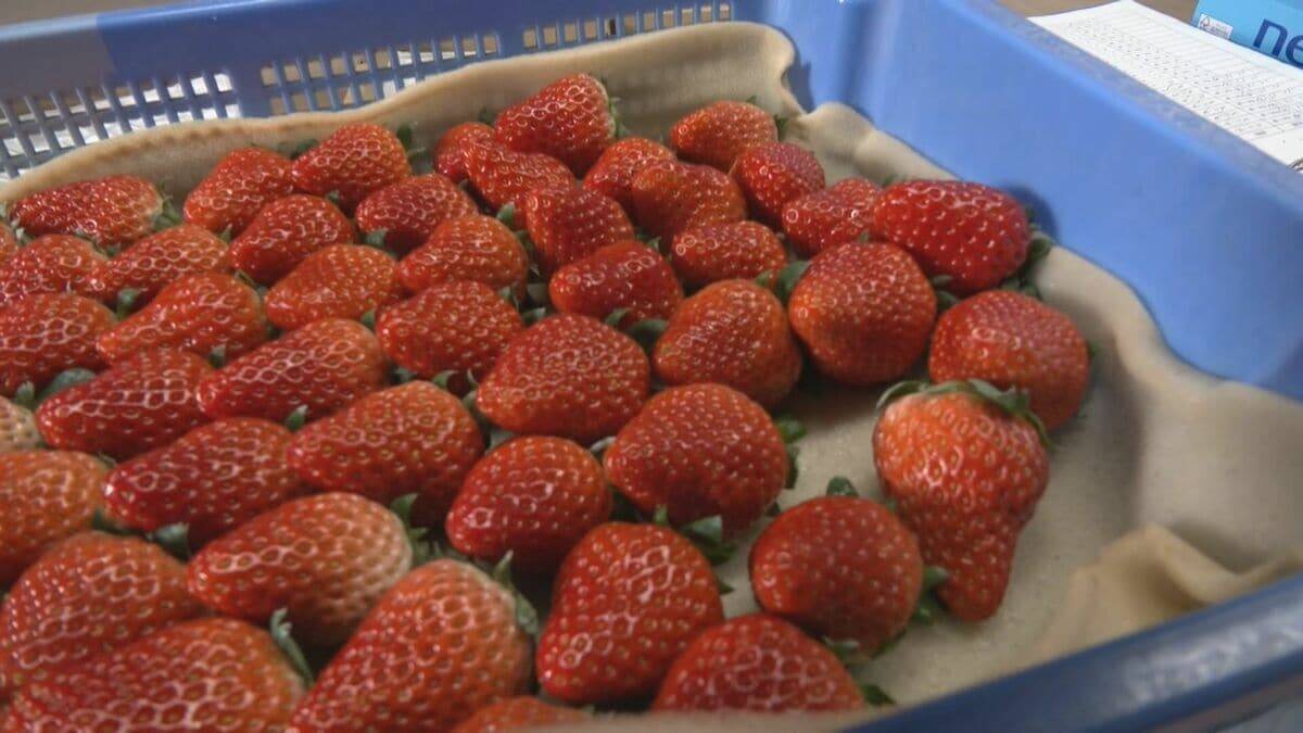｢糖度が増しておいしいイチゴがとれている｣ クリスマスケーキにも使われるイチゴの収穫が最盛期 去年より早く気温が下がり生育順調 愛知･安城市