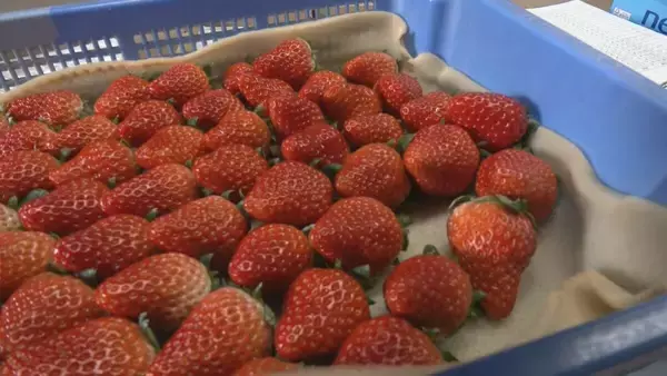 「｢糖度が増しておいしいイチゴがとれている｣ クリスマスケーキにも使われるイチゴの収穫が最盛期 去年より早く気温が下がり生育順調 愛知･安城市」の画像