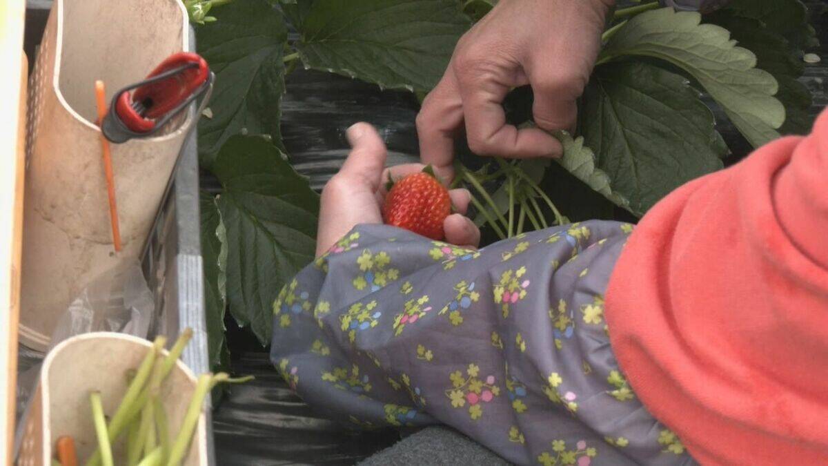 ｢糖度が増しておいしいイチゴがとれている｣ クリスマスケーキにも使われるイチゴの収穫が最盛期 去年より早く気温が下がり生育順調 愛知･安城市