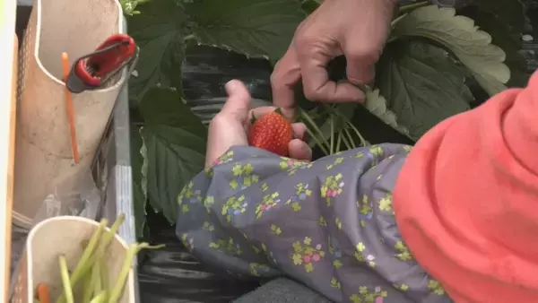 「｢糖度が増しておいしいイチゴがとれている｣ クリスマスケーキにも使われるイチゴの収穫が最盛期 去年より早く気温が下がり生育順調 愛知･安城市」の画像