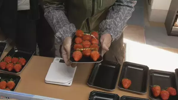 「｢糖度が増しておいしいイチゴがとれている｣ クリスマスケーキにも使われるイチゴの収穫が最盛期 去年より早く気温が下がり生育順調 愛知･安城市」の画像