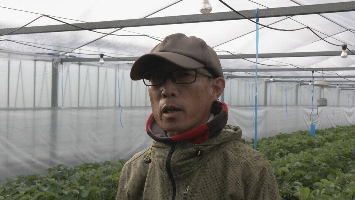 ｢糖度が増しておいしいイチゴがとれている｣ クリスマスケーキにも使われるイチゴの収穫が最盛期 去年より早く気温が下がり生育順調 愛知･安城市