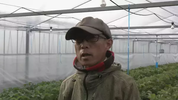 「｢糖度が増しておいしいイチゴがとれている｣ クリスマスケーキにも使われるイチゴの収穫が最盛期 去年より早く気温が下がり生育順調 愛知･安城市」の画像