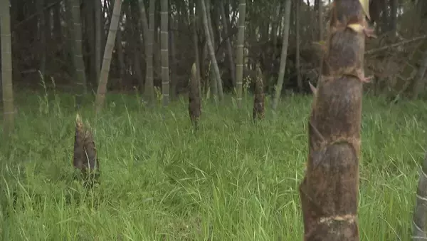 「｢1キロ600円｣ タケノコ豊作で去年の半額ほどに！ 3月初旬の雨ですでに倍近くの収穫量 岐阜･海津市」の画像