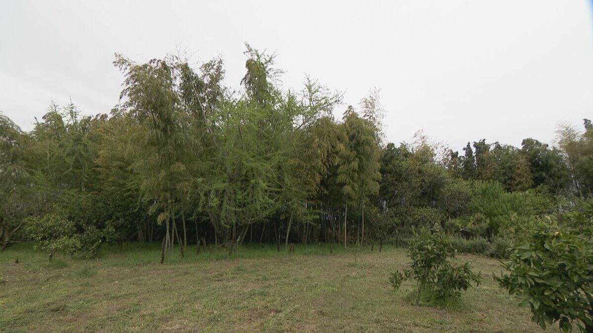 ｢1キロ600円｣ タケノコ豊作で去年の半額ほどに！ 3月初旬の雨ですでに倍近くの収穫量 岐阜･海津市