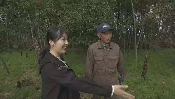 「｢1キロ600円｣ タケノコ豊作で去年の半額ほどに！ 3月初旬の雨ですでに倍近くの収穫量 岐阜･海津市」の画像